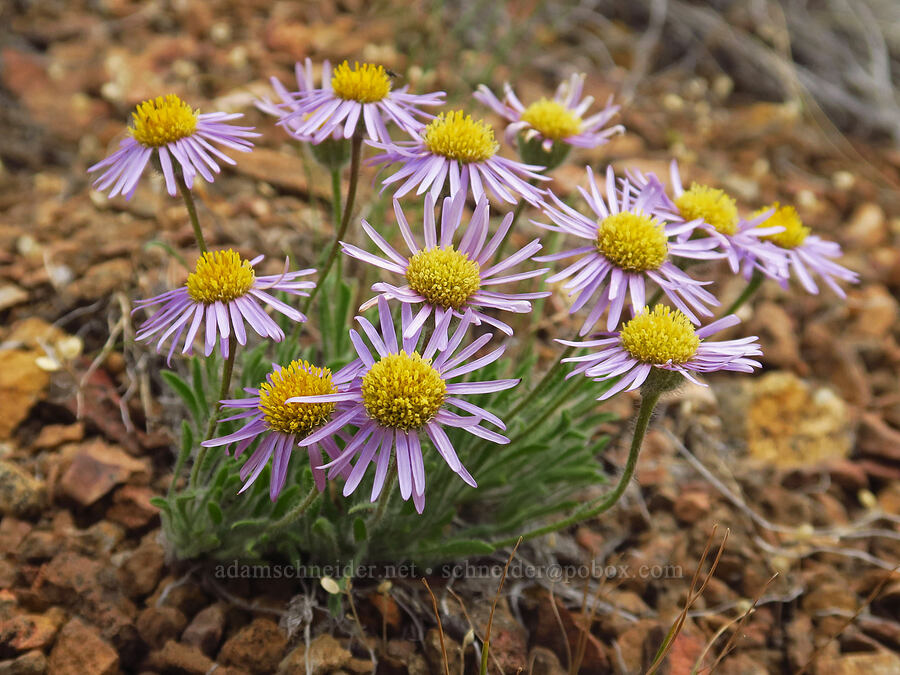 purple cushion fleabane (Erigeron poliospermus) [ridge south of Gray Butte, Deschutes County, Oregon]