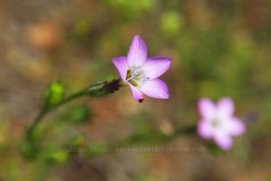 mystery gilia (Gilia sp.) [ridge south of Gray Butte, Deschutes County, Oregon]