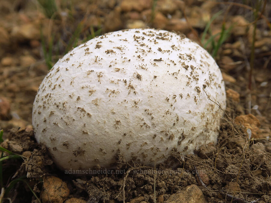 western giant puffball mushroom (Calvatia booniana) [Gray Butte Trail, Deschutes County, Oregon]