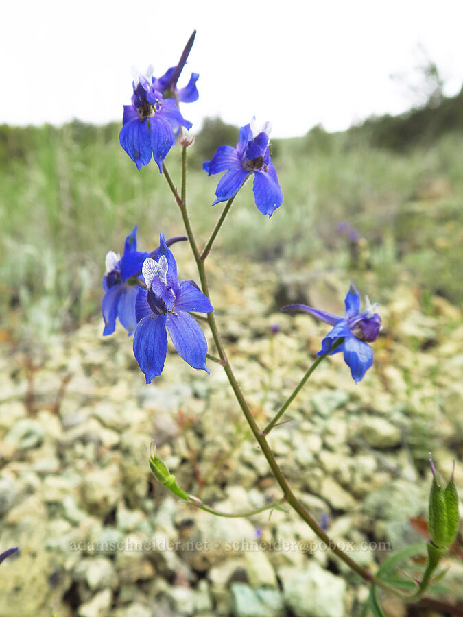 larkspur (Delphinium nuttallianum) [Gray Butte Trail, Deschutes County, Oregon]