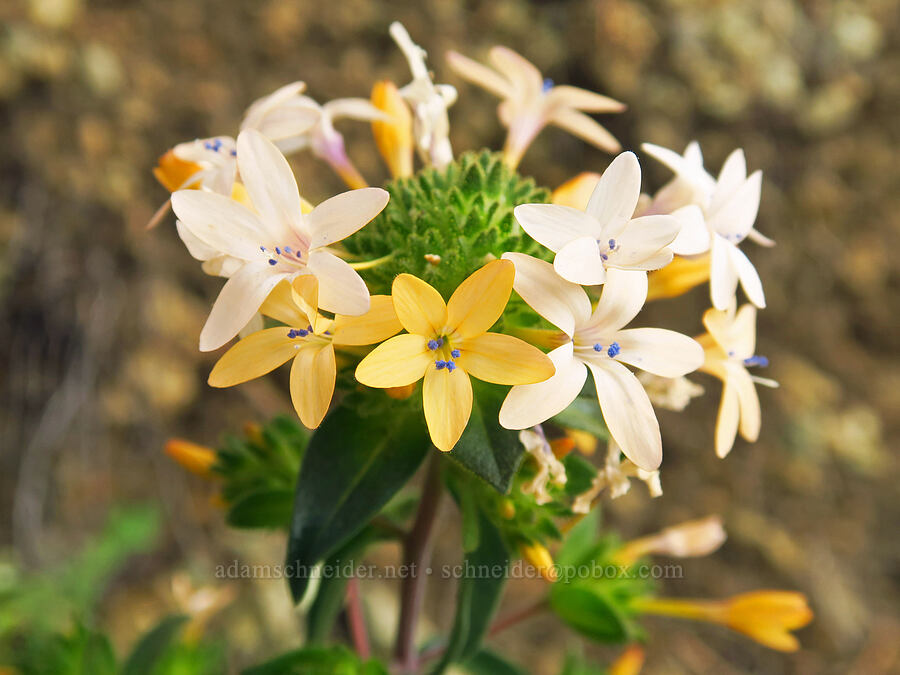 grand collomia (Collomia grandiflora) [Gray Butte Trail, Deschutes County, Oregon]
