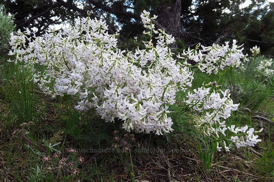 Idaho milk-vetch (Astragalus conjunctus) [Gray Butte Trail, Crooked River National Grassland, Jefferson County, Oregon]