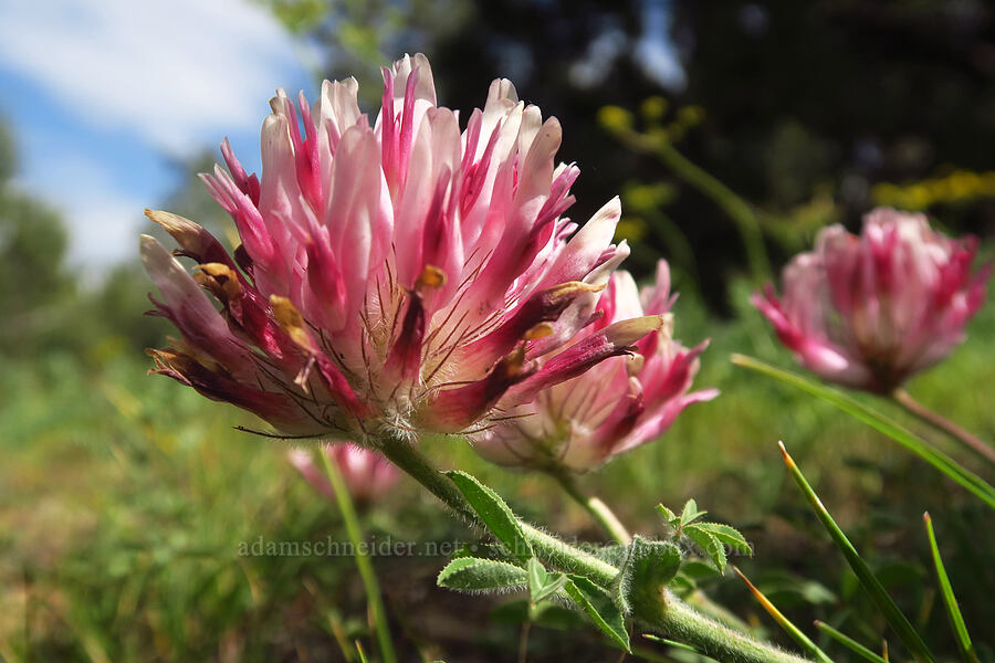 big-head clover (Trifolium macrocephalum) [Gray Butte Trail, Crooked River National Grassland, Jefferson County, Oregon]