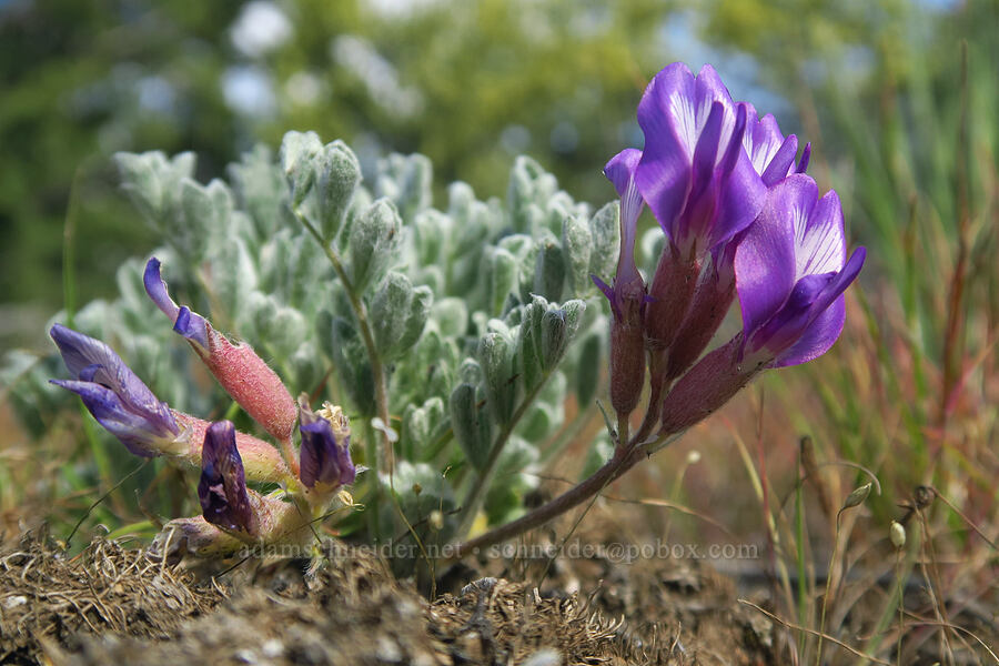 woolly-pod milk-vetch (Astragalus purshii) [Gray Butte Trail, Crooked River National Grassland, Jefferson County, Oregon]