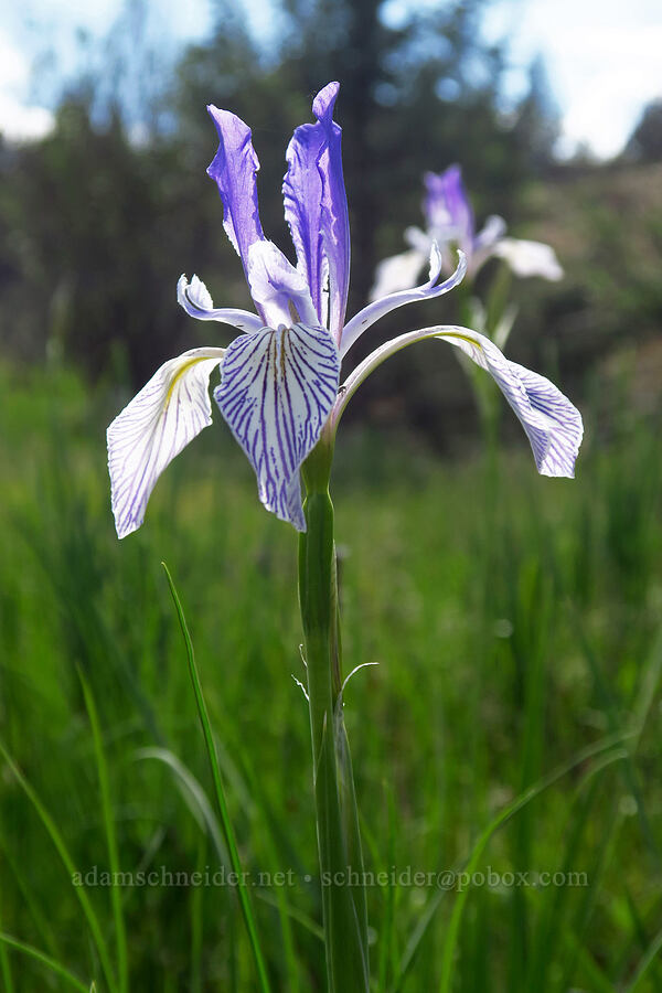 Rocky Mountain iris (Iris missouriensis) [Forest Road 5700-500, Crooked River National Grassland, Jefferson County, Oregon]