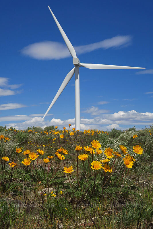 Hooker's balsamroot & a wind turbine (Balsamorhiza hookeri) [Wild Horse Wind Farm, Kittitas County, Washington]