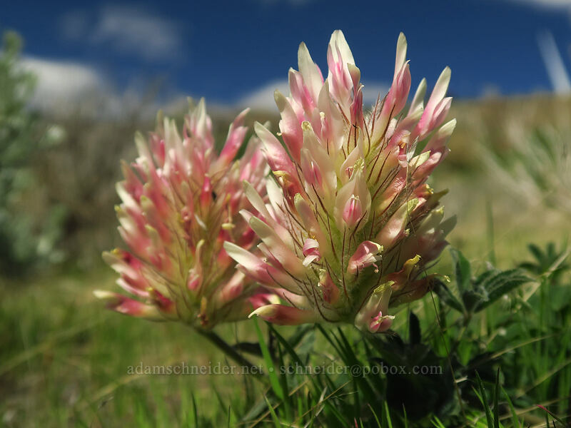 big-head clover (Trifolium macrocephalum) [Wild Horse Wind Farm, Kittitas County, Washington]