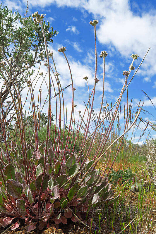 strict buckwheat (Eriogonum strictum) [Wild Horse Wind Farm, Kittitas County, Washington]