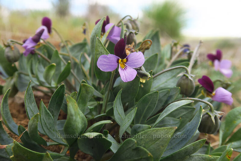sagebrush violets (Viola trinervata) [Wild Horse Wind Farm, Kittitas County, Washington]