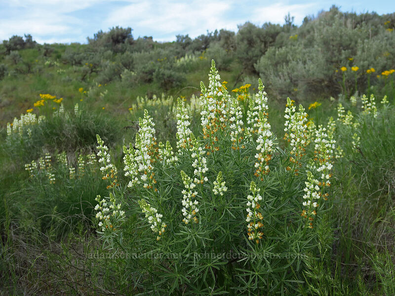 sulphur lupines (Lupinus sulphureus ssp. sulphureus) [Beezley Hills Preserve, Grant County, Washington]