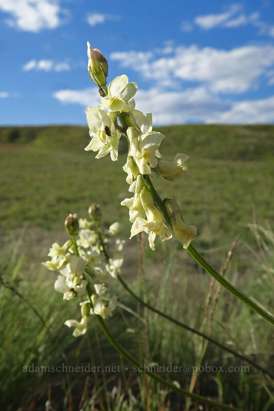 Leiberg's milk-vetch (Astragalus leibergii) [Beezley Hills Preserve, Grant County, Washington]