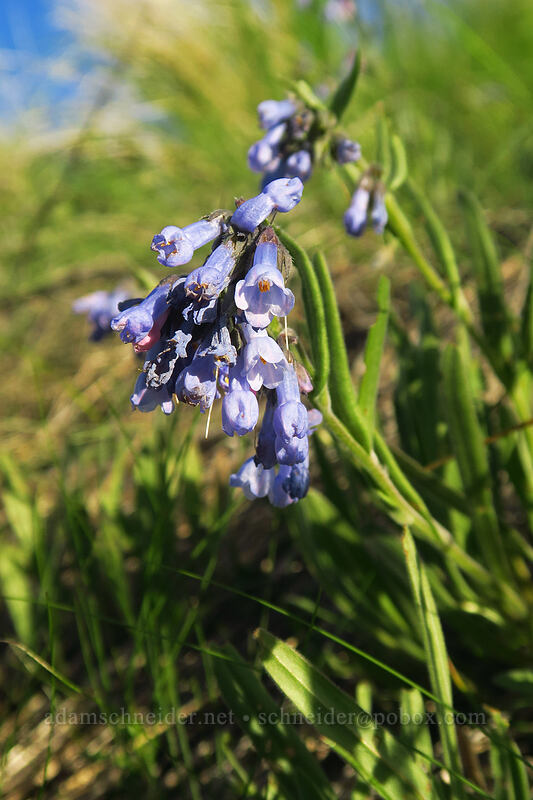 small bluebells (Mertensia longiflora) [Beezley Hills Preserve, Grant County, Washington]