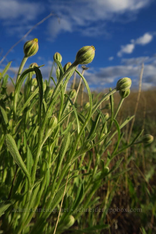 Oregon sunshine, budding (Eriophyllum lanatum var. integrifolium) [Beezley Hills Preserve, Grant County, Washington]