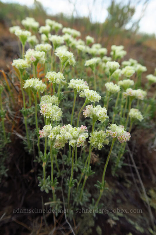 thyme-leaf buckwheat (Eriogonum thymoides) [Beezley Hills Preserve, Grant County, Washington]