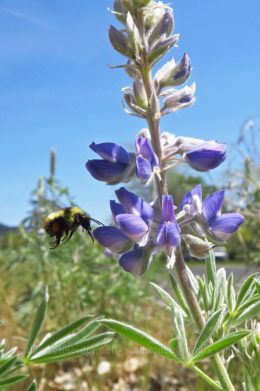 lupine & bumblebee (Lupinus sp., Bombus sp.) [Steamboat Rock State Park, Grant County, Washington]