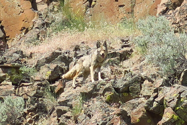coyote (Canis latrans) [Steamboat Rock State Park, Grant County, Washington]