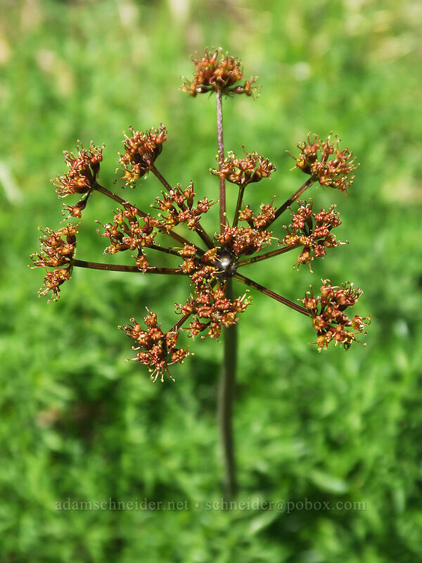 fern-leaf desert parsley (Lomatium sp.) [Steamboat Rock State Park, Grant County, Washington]