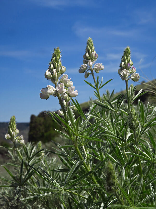 white lupines (Lupinus sp.) [Steamboat Rock State Park, Grant County, Washington]