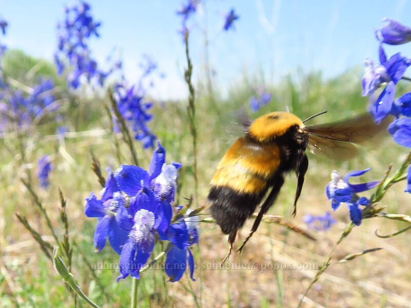 enormous bumblebee (Bombus nevadensis) [Steamboat Rock State Park, Grant County, Washington]