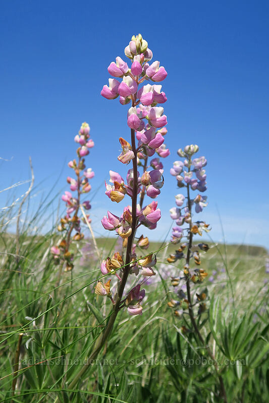 pink lupines (Lupinus sp.) [Steamboat Rock State Park, Grant County, Washington]