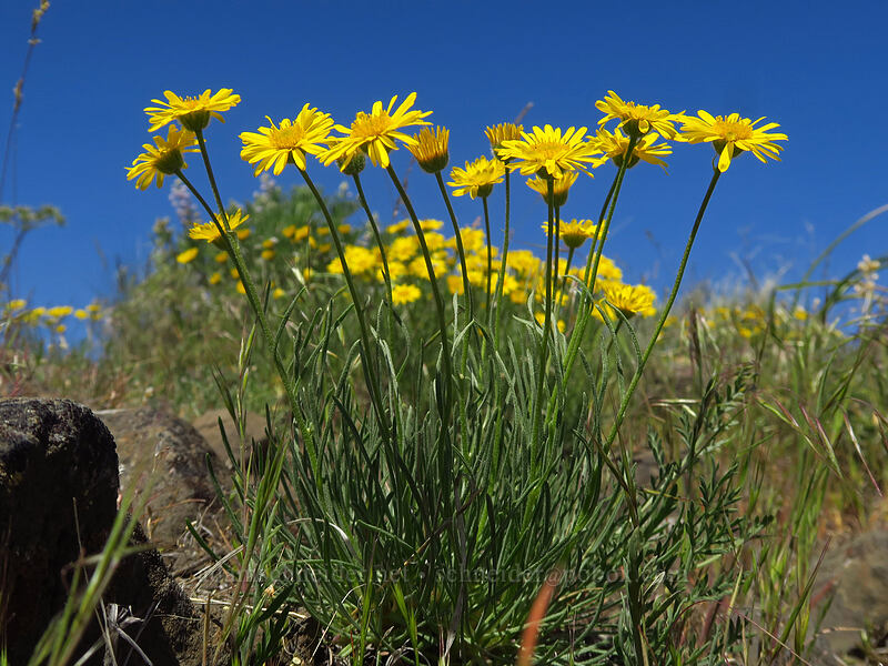 desert yellow daisies (Erigeron linearis) [Steamboat Rock State Park, Grant County, Washington]