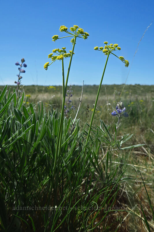 Great Basin desert parsley (Lomatium simplex) [Steamboat Rock State Park, Grant County, Washington]