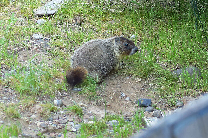 yellow-bellied marmot (rock chuck) (Marmota flaviventris) [Moses Coulee Road, Douglas County, Washington]