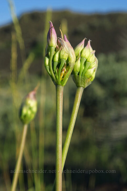 taper-tip onion, budding (Allium acuminatum) [Moses Coulee Preserve, Douglas County, Washington]