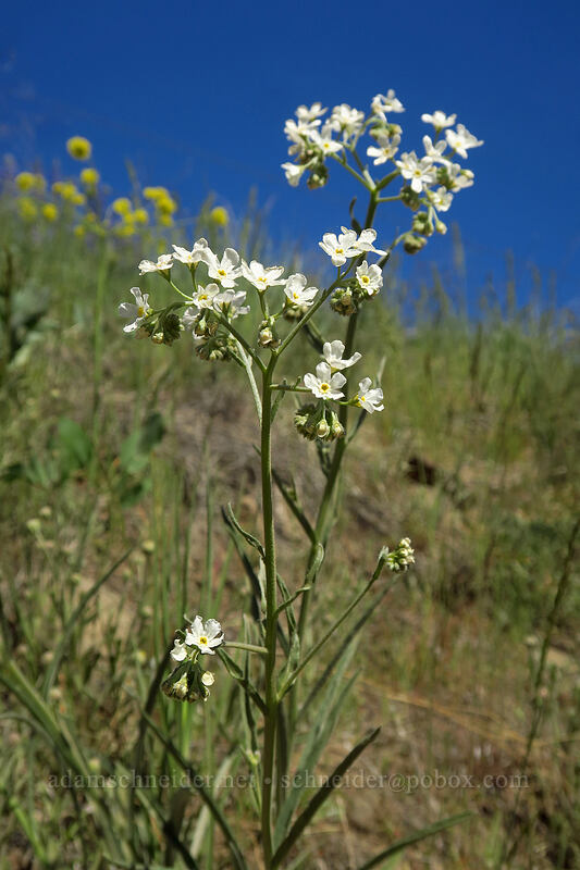 sagebrush stickseed (Hackelia diffusa var. arida) [Titchenal Canyon Road, Douglas County, Washington]