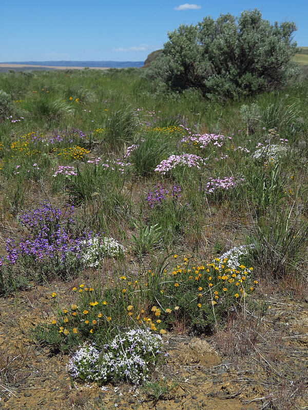 wildflowers (Nestotus stenophyllus (Haplopappus stenophyllus), Penstemon gairdneri var. gairdneri, Phlox sp.) [Rock Island Grade Road, Douglas County, Washington]