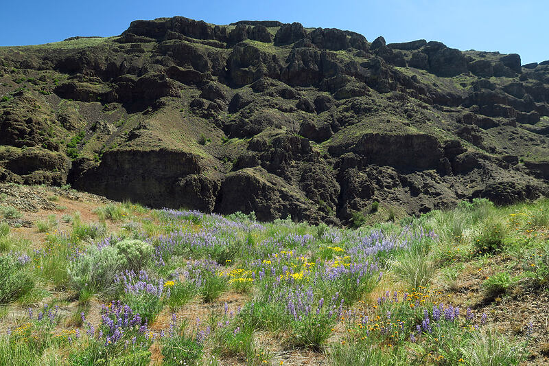 wildflowers [Douglas Creek Recreation Site, Douglas County, Washington]
