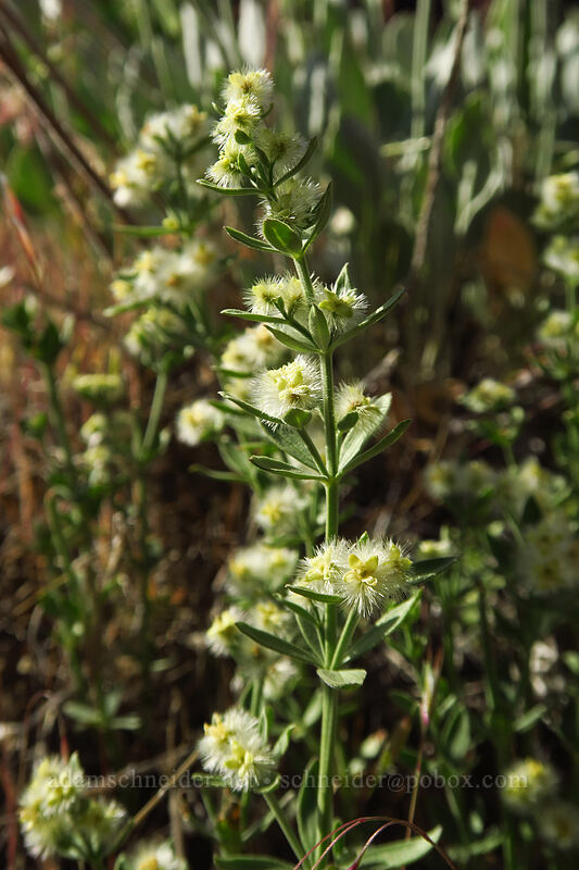 shrubby bedstraw, fruiting (Galium serpenticum (Galium multiflorum)) [Peshastin Pinnacles State Park, Chelan County, Washington]