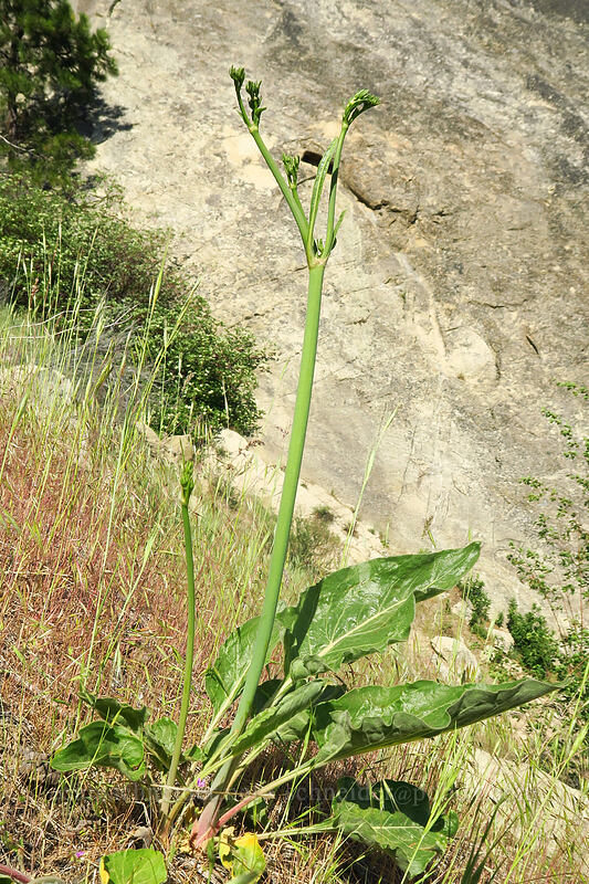tall buckwheat (Eriogonum elatum) [Peshastin Pinnacles State Park, Chelan County, Washington]