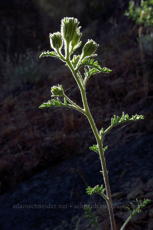 Douglas' pincushion (hoary false-yarrow) (Chaenactis douglasii var. douglasii) [Peshastin Pinnacles State Park, Chelan County, Washington]