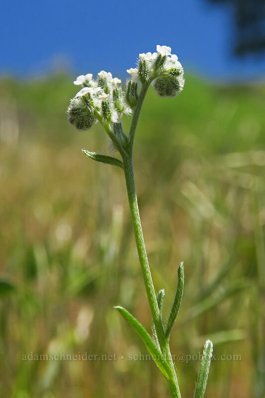 weak-stem cryptantha (Cryptantha flaccida) [Leidl Ridge, Klickitat Wildlife Area, Klickitat County, Washington]