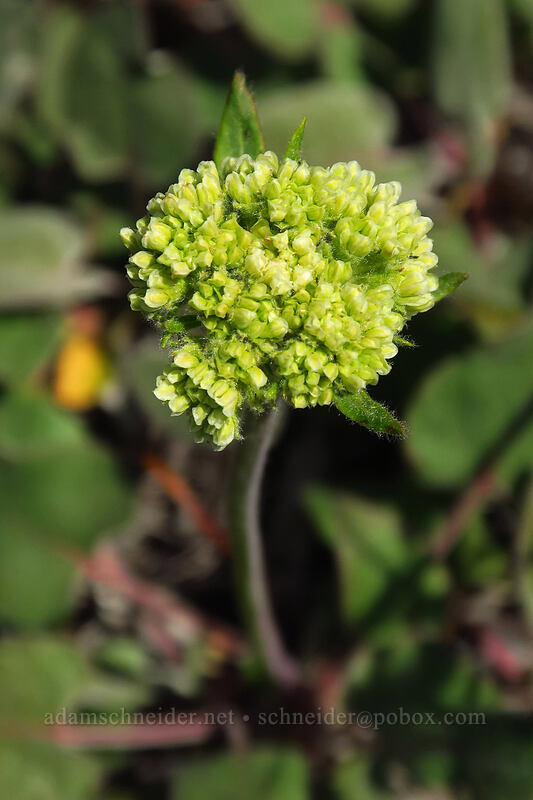 heart-leaf buckwheat (Eriogonum compositum) [Leidl Ridge, Klickitat Wildlife Area, Klickitat County, Washington]