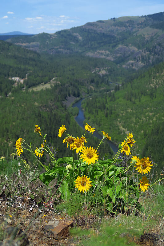 balsamroot (Balsamorhiza sp.) [Leidl Ridge, Klickitat Wildlife Area, Klickitat County, Washington]