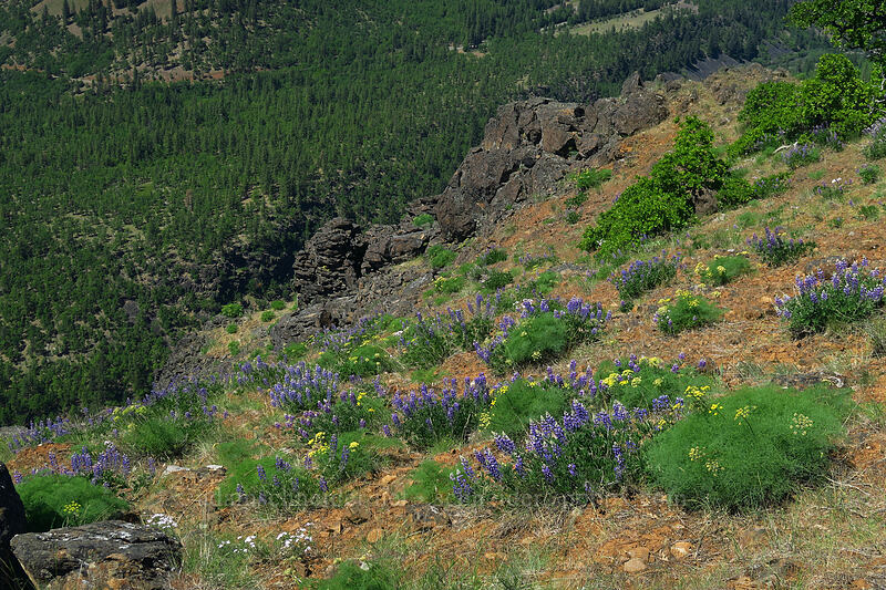 lupines & desert parsley (Lupinus sp., Lomatium klickitatense (Lomatium grayi)) [Leidl Ridge, Klickitat Wildlife Area, Klickitat County, Washington]