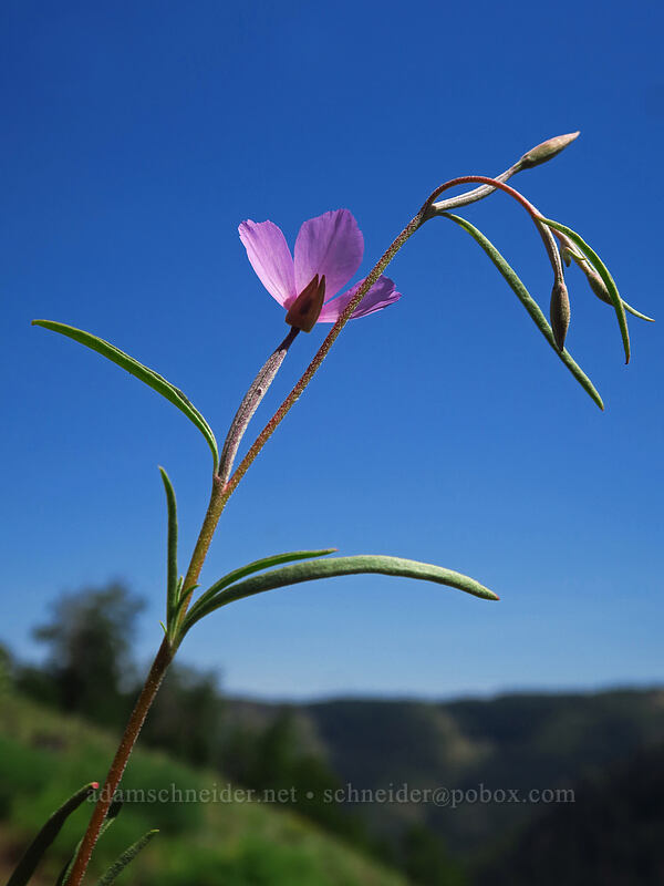 slender clarkia (Clarkia gracilis) [Leidl Ridge, Klickitat Wildlife Area, Klickitat County, Washington]