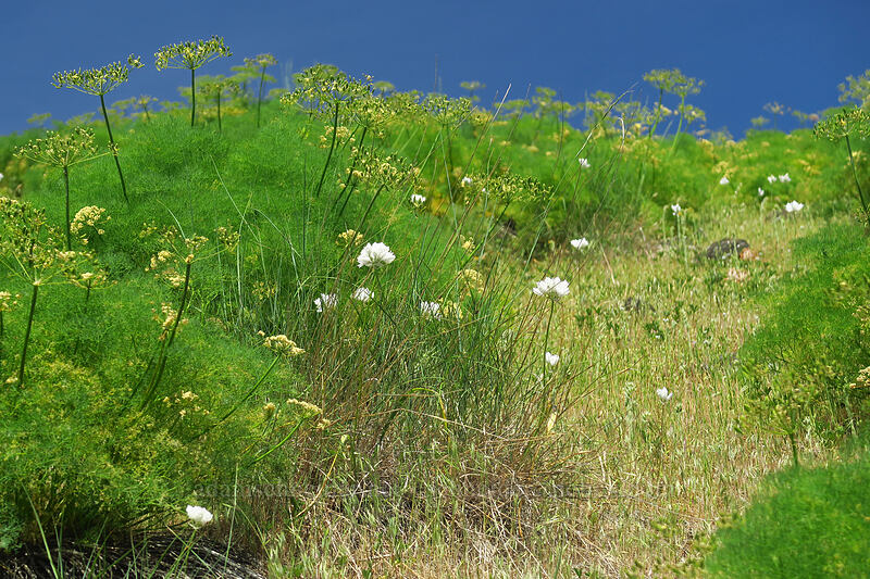 cluster lilies & desert parsley (Triteleia grandiflora var. howellii (Brodiaea bicolor), Lomatium klickitatense (Lomatium grayi)) [Leidl Ridge, Klickitat Wildlife Area, Klickitat County, Washington]
