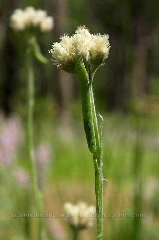 green caterpillar on wood-rush pussy-toes (Antennaria luzuloides) [Brooks Memorial State Park, Klickitat County, Washington]
