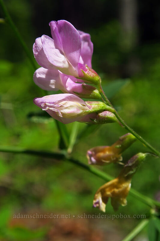 few-flowered pea (Lathyrus pauciflorus) [Brooks Memorial State Park, Klickitat County, Washington]