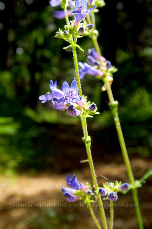 taper-leaved penstemon (Penstemon attenuatus) [Brooks Memorial State Park, Klickitat County, Washington]