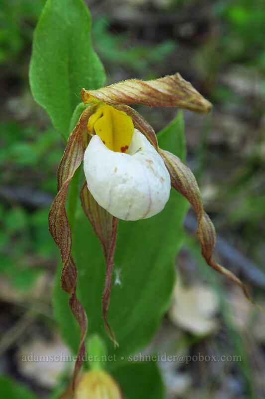 mountain lady's slipper orchid, fading (Cypripedium montanum) [Brooks Memorial State Park, Klickitat County, Washington]