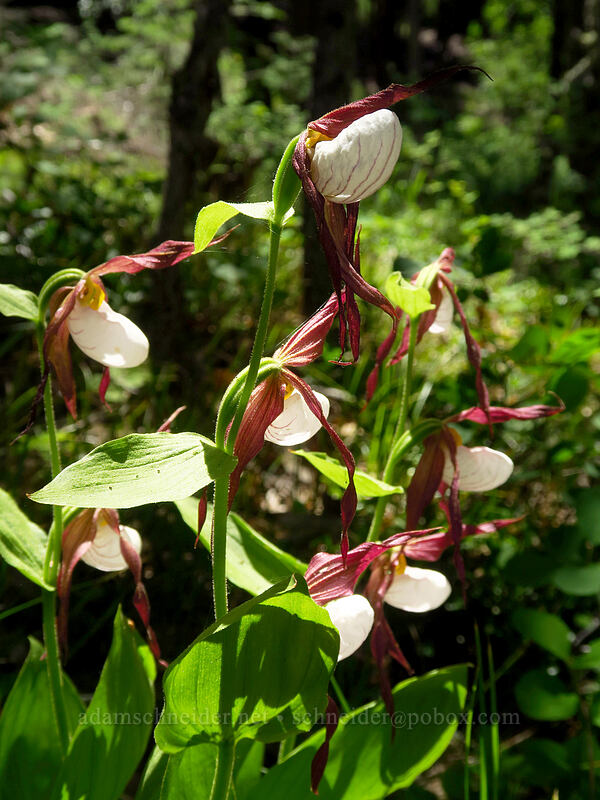 mountain lady's slipper orchids (Cypripedium montanum) [Brooks Memorial State Park, Klickitat County, Washington]