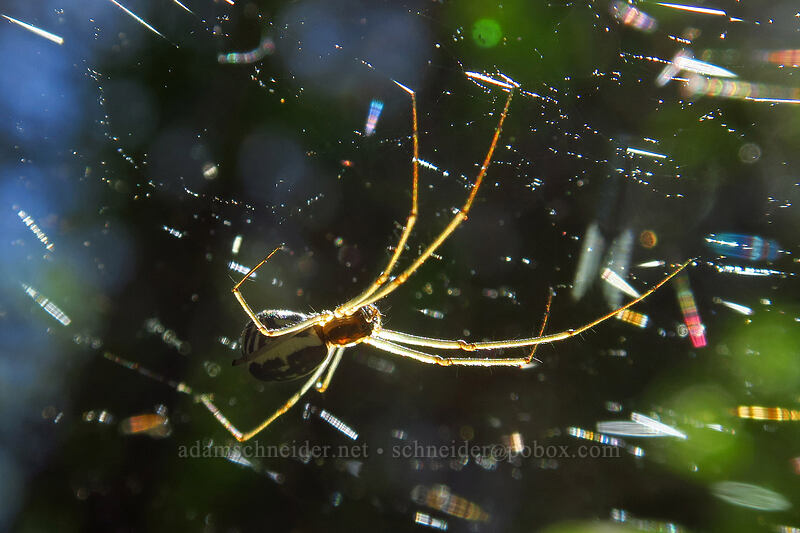 filmy dome spider (Neriene radiata) [Brooks Memorial State Park, Klickitat County, Washington]