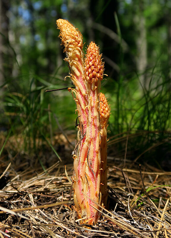 pinedrops emerging from the duff (Pterospora andromedea) [Brooks Memorial State Park, Klickitat County, Washington]