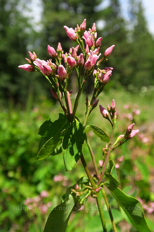 spreading dogbane (Apocynum androsaemifolium) [Brooks Memorial State Park, Klickitat County, Washington]