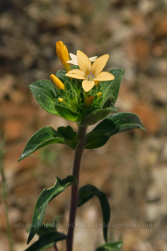grand collomia (Collomia grandiflora) [Brooks Memorial State Park, Klickitat County, Washington]