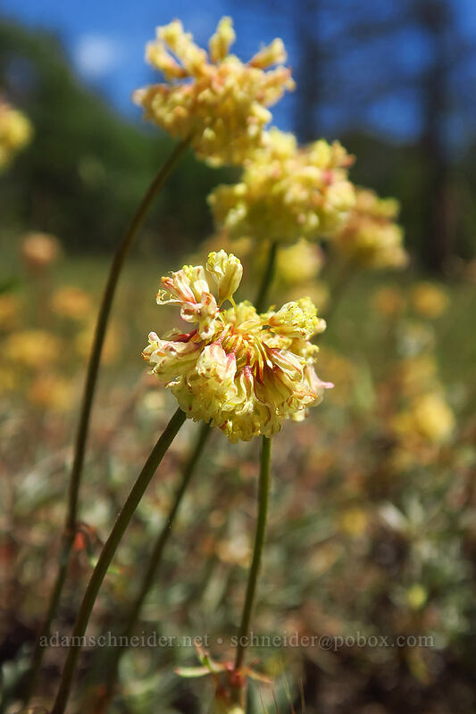 scabland wild buckwheat (Eriogonum sphaerocephalum var. sublineare (Eriogonum douglasii var. tenue)) [Brooks Memorial State Park, Klickitat County, Washington]